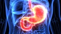 3d illustration of human body stomach anatomy Royalty Free Stock Photo